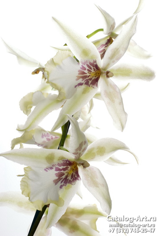 White orchids 26